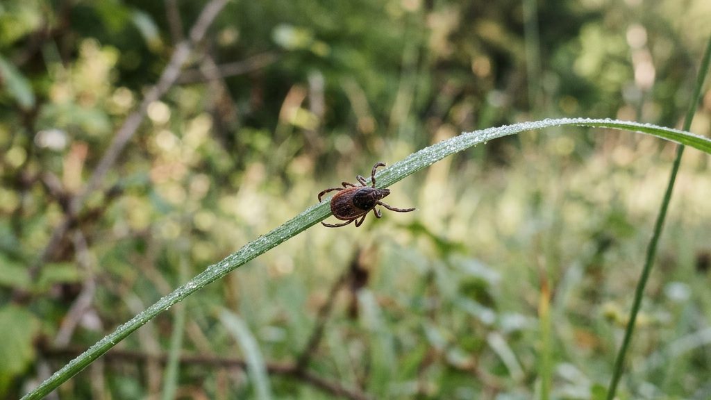 Zecke auf einem Grashalm am Waldrand – Symbolbild für FSME-Risikogebiete in Deutschland